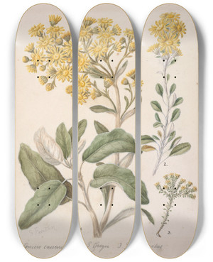 Triptych art skateboard deck of Sarah Featon Daisy Brachyglottis by Sarah Featon (1848-1927)