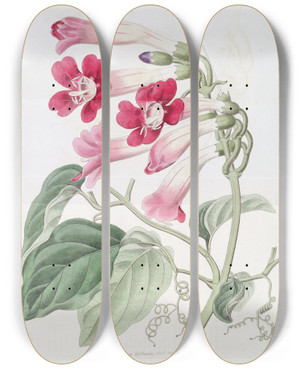 Triptych art skateboard deck of Sydenham Edwards The Cherere Bignonia by Sydenham Edwards (1768-1819)