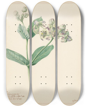 Triptych art skateboard deck of Hendrik Schwegman Calotropis by Hendrik Schwegman (1761-1816)