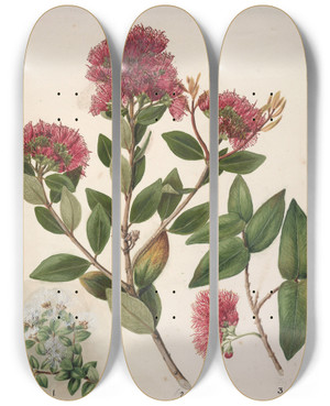 Triptych art skateboard deck of Sarah Featon Aka Rata by Sarah Featon (1848-1927)