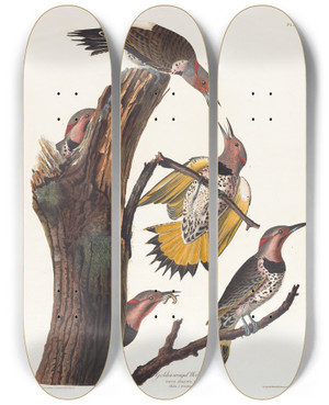 Triptych art skateboard deck of John James Audubon Goldenwinged Woodpecker by John James Audubon (1785-1851)