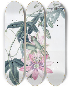 Triptych art skateboard deck of Sydenham Edwards Mrs Marryats Tacsonia by Sydenham Edwards (1768-1819)