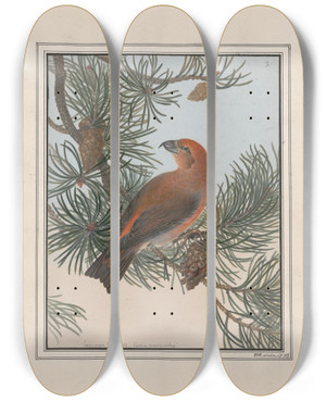 Triptych art skateboard deck of John William Lewin Original Watercolour Drawings Of Birds And Eggs Pl01 by John William Lewin (1770-1819)