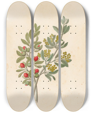 Triptych art skateboard deck of Clemenz Heinrich Wehdemann Octandria Monog Pappea Capensis by Clemenz Heinrich Wehdemann (1762-1835)