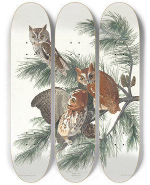 Triptych art skateboard deck of John James Audubon Mottled Owl by John James Audubon (1785-1851)