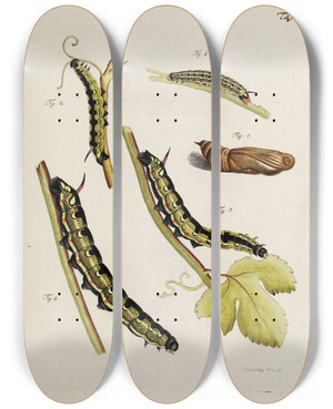 Triptych art skateboard deck of Johann Caspar Fuessli Archives De Lhistoire Des Insectes Pl35 by Johann Caspar Fuessli (1743-1786)