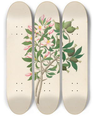 Triptych art skateboard deck of Clemenz Heinrich Wehdemann Gardenia Nov Sp Hyperacanthus Amoenus by Clemenz Heinrich Wehdemann (1762-1835)