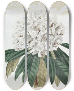 Triptych art skateboard deck of Sydenham Edwards White Tree Rhododendron by Sydenham Edwards (1768-1819)