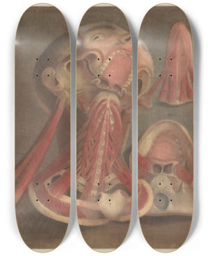 Triptych art skateboard deck of Jacques Fabien Gautier Dagoty Male Head With Muscles Visible With Detail Of The Palate_2 by Jacques Fabien Gautier d'Agoty (1711-1786)