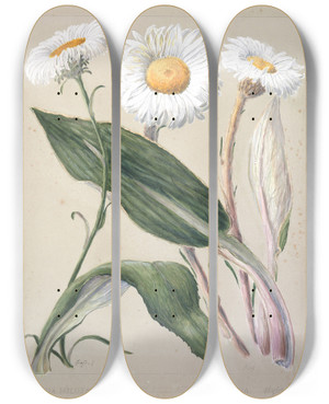 Triptych art skateboard deck of Sarah Featon Celmisia Holosericea Celmisia Hybrid New Zealand Mountain Daisies by Sarah Featon (1848-1927)