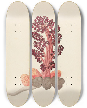 Triptych art skateboard deck of Clemenz Heinrich Wehdemann Aphyteia Hydnora Nymphaea Nouchali by Clemenz Heinrich Wehdemann (1762-1835)