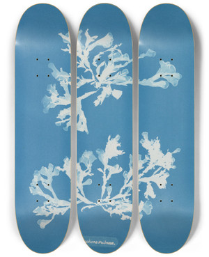 Triptych art skateboard deck of Anna Atkins Phyllophora Rubens by Anna Atkins (1799-1871)