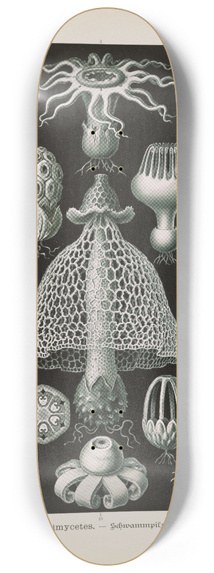 Ernst Haeckel - Basimycetes.  Schwammpilze 8.25 inch art skate deck