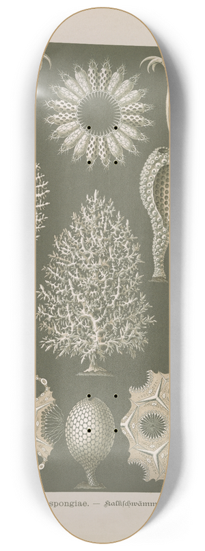 Ernst Haeckel - Calcispongiae.  Kalkschwmme 8.25 inch art skate deck