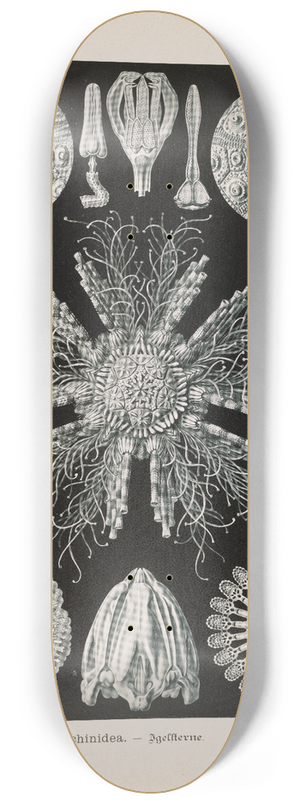 Ernst Haeckel - Echinidea.  Igelsterne 8.25 inch art skate deck