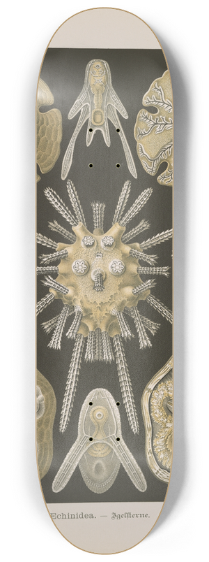 Ernst Haeckel - Echinidea.  Igelsterne 8.25 inch art skate deck