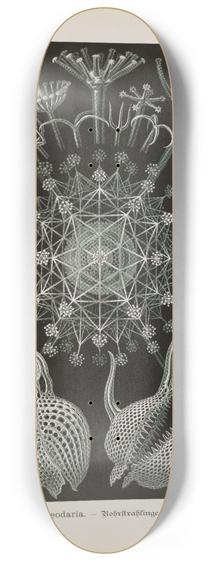 Ernst Haeckel - Phaeodaria.  Rohrstrahlinge 2 8.25 inch art skate deck