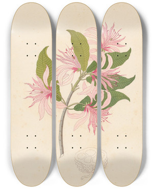 Triptych art skateboard deck of Clemenz Heinrich Wehdemann Calodendrum Capense by Clemenz Heinrich Wehdemann (1762-1835)