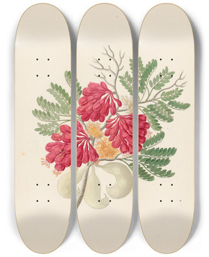 Triptych art skateboard deck of Clemenz Heinrich Wehdemann Schotia Speciosa Schotia Afra by Clemenz Heinrich Wehdemann (1762-1835)