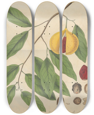 Triptych art skateboard deck of William Jackson Hooker Myristica Officinalis Fruit by William Jackson Hooker (1785-1865)