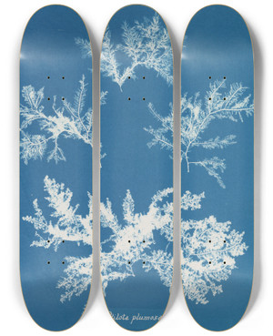 Triptych art skateboard deck of Anna Atkins Ptilota Plumosa_2 by Anna Atkins (1799-1871)