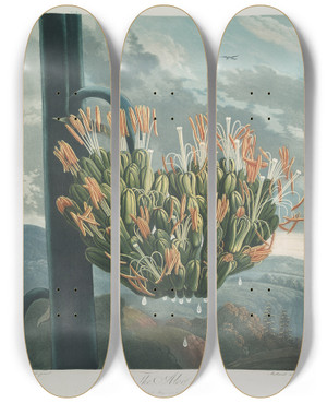 Triptych art skateboard deck of Robert John Thornton The Aloe by Robert John Thornton (1768-1837)