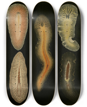 Triptych art skateboard deck of Arnold Lang Die Polycladen Des Golfes Von Neapel Und Der Angrenzenden Meeresabschnitte Pl4 by Arnold Lang (1855-1914)
