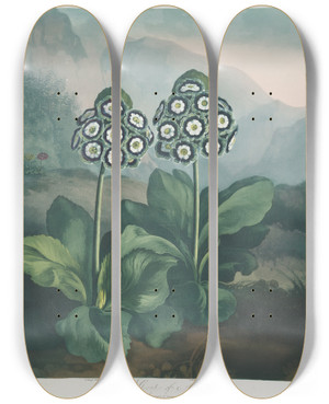 Triptych art skateboard deck of Robert John Thornton A Group Of Auriculas_1 by Robert John Thornton (1768-1837)