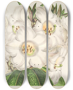Triptych art skateboard deck of Charles Antoine Lemaire Rhododendrum Nuttallii by Charles Antoine Lemaire (1800-1871)