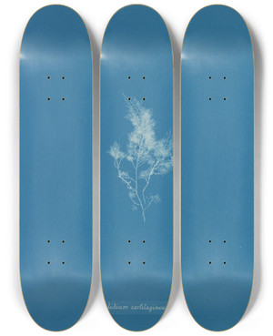 Triptych art skateboard deck of Anna Atkins Gelidium Cartilagineum by Anna Atkins (1799-1871)