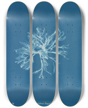 Triptych art skateboard deck of Anna Atkins Ectocarpus Brachiatus_2 by Anna Atkins (1799-1871)