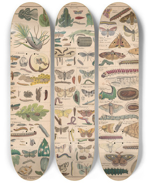 Triptych art skateboard deck of Lorenz Oken Allgemeine Naturgeschichte Fur Alle Stande Pl033 by Lorenz Oken (1779-1851)