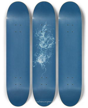 Triptych art skateboard deck of Anna Atkins Chondrus Crispus Var by Anna Atkins (1799-1871)