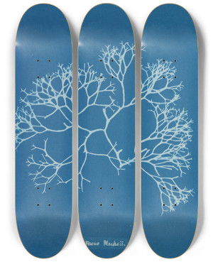 Triptych art skateboard deck of Anna Atkins Fucus Machaii by Anna Atkins (1799-1871)