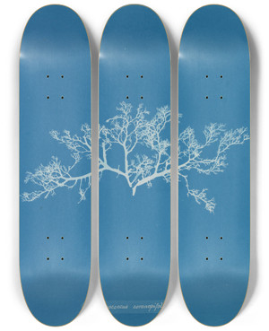 Triptych art skateboard deck of Anna Atkins Sphaerococcus Coronopifolius by Anna Atkins (1799-1871)