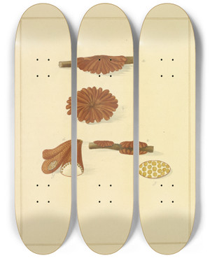 Triptych art skateboard deck of James Bolton Icons Fungorum Circa Halifax Sponte Nascentium Pl228 by James Bolton (1735-1799)