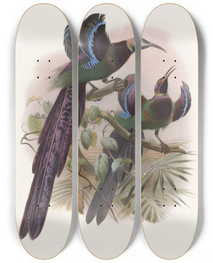 Triptych art skateboard deck of Daniel Giraud Elliot Epimachus Ellioti by Daniel Giraud Elliot (1835-1915)