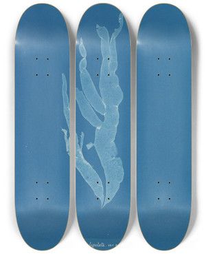 Triptych art skateboard deck of Anna Atkins Halymenia Ligulata Var Ramentacea by Anna Atkins (1799-1871)