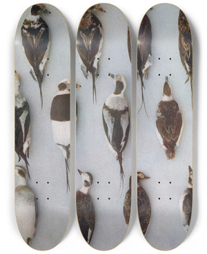Triptych art skateboard deck of John Guille Millais Plumages Of The Longtailed Duck Adult Males And Adult Females by John Guille Millais (1865-1931)