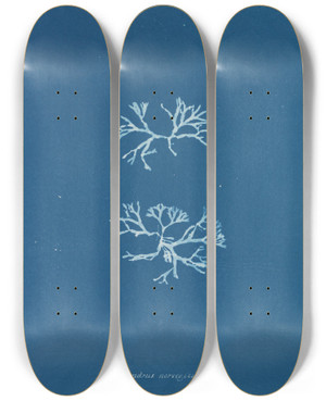 Triptych art skateboard deck of Anna Atkins Chondrus Norvegicus by Anna Atkins (1799-1871)