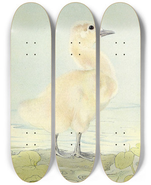 Triptych art skateboard deck of Edward Julius Detmold The Cygnet by Edward Julius Detmold (1883-1957)