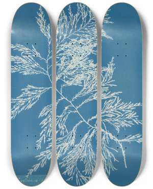 Triptych art skateboard deck of Anna Atkins Cystoseira Ericoides_1 by Anna Atkins (1799-1871)