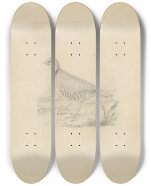 Triptych art skateboard deck of James Sowerby A Quail by James Sowerby (1757-1822)