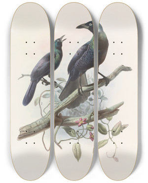Triptych art skateboard deck of Daniel Giraud Elliot Manucodia Chalybeus by Daniel Giraud Elliot (1835-1915)