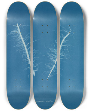 Triptych art skateboard deck of Anna Atkins Asperococcus Pusillus by Anna Atkins (1799-1871)