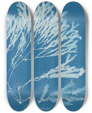 Triptych art skateboard deck of Anna Atkins Halyseris Polypodioides by Anna Atkins (1799-1871)