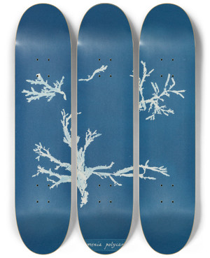 Triptych art skateboard deck of Anna Atkins Rhodomenia Polycarpa_2 by Anna Atkins (1799-1871)
