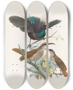 Triptych art skateboard deck of Daniel Giraud Elliot Ptiloris Alberti by Daniel Giraud Elliot (1835-1915)