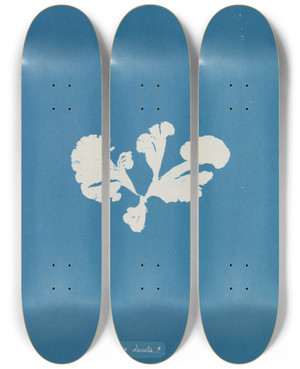 Triptych art skateboard deck of Anna Atkins Padina Deusta_2 by Anna Atkins (1799-1871)