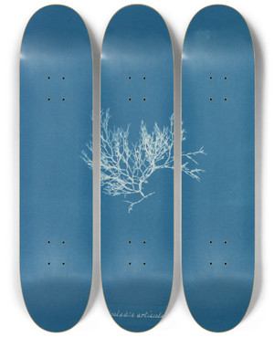 Triptych art skateboard deck of Anna Atkins Chylocladia Articulata by Anna Atkins (1799-1871)